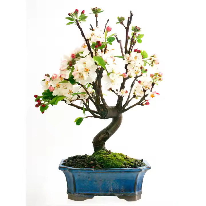 Planeta Huerto Bonsái Malus Sp.7 Años MANZANO - Floración Primaveral - 1