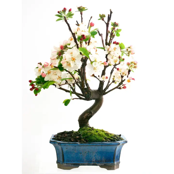 Planeta Huerto Bonsái Malus Sp.7 Años MANZANO - Floración Primaveral - 1