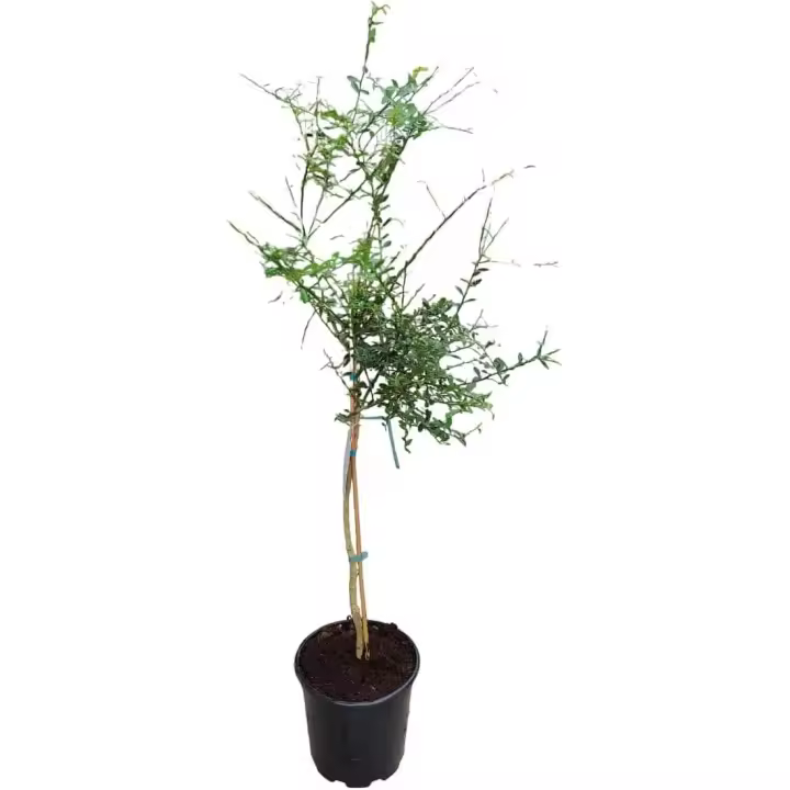 AzJardin- Árbol Limonero caviar cítrico. Maceta 25cm. Altura sobre 120cm. 3 años antigüedad. Citrus australasica - 1