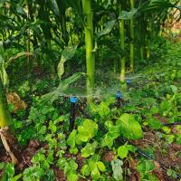 Emisores De Rociador Ajustable Para Riego Jardín 360° Flujo De Agua Para Tubo De 4/7mm Nozzle De Rociador Para Plantas - details 1