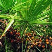 Naturbite Saw Palmetto 60 Caps. Extracto Estandarizado para la Salud Masculina - details 5