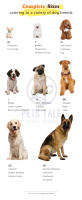 Chaleco De Guitarra Estilo Rock Para Perros T-Shirt De Verano Para Pequeños Medianos Y Grandes Mascotas Material De Poliéster - details 0
