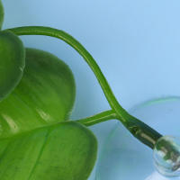 Planta Artificial Para Acuario Hojas Decorativas Para Descanso Y Reproducción De Betta Decoración De Juguete Para Peces Tamaño Único - details 16