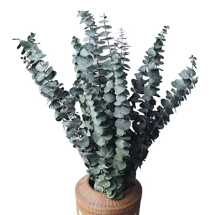 Paquete de eucalipto seco Natural, ramas frescas preservadas para arreglos florales, decoración del hogar y boda, paquete de 10 - 1