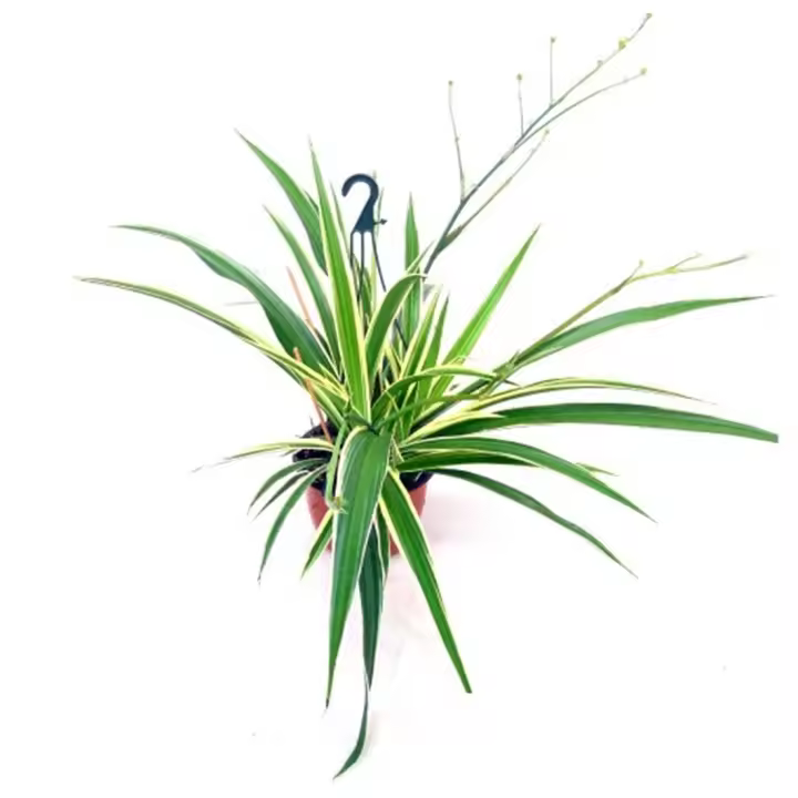 1 Planta colgante natural Chlorophytum. Cinta.  Segura Garden. Es una planta fácil de cuidar que purifica el aire, agrega vitalidad y promueve un entorno saludable en el hogar. - 1
