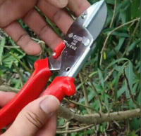 Tijeras De Poda Para Jardín Powerful Grape Especial Para Ramas Gruesas Y Árboles Frutales Podadoras De Acero Inoxidable Manija Plástica Herramienta De Poda De Bonsái - details 19