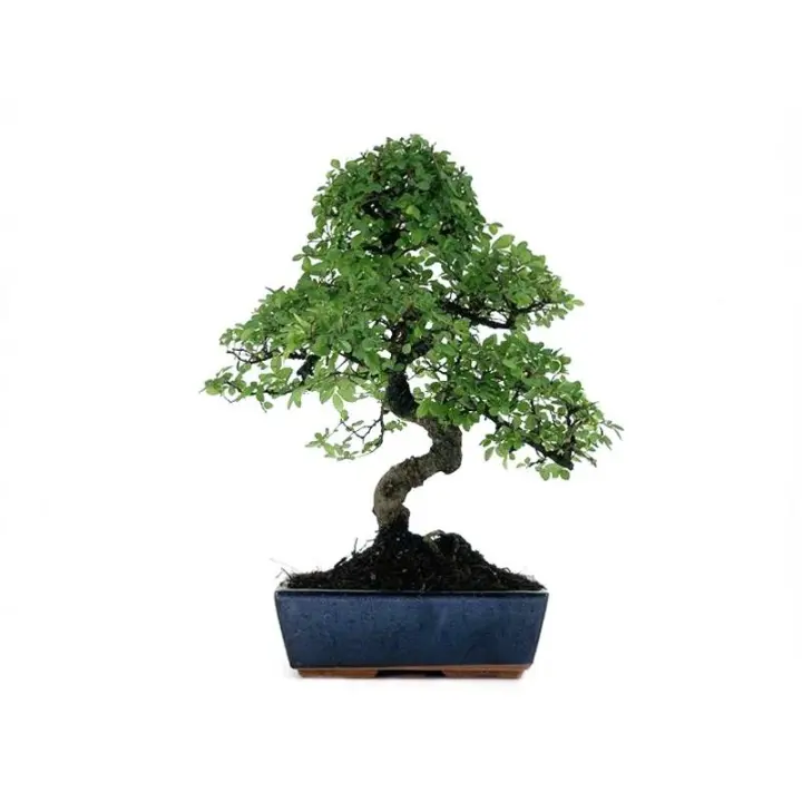 Bonsái Zelkova - Olmo Chino de 10 Años - Bonsaigranada - 1