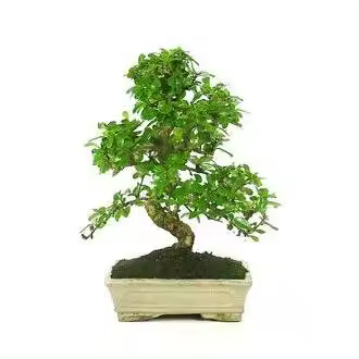 Planeta Huerto Bonsái - Bonsái Carmona Microphylla 10 Años - 1
