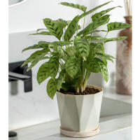 Macetas De Plástico Para Interiores Y Exteriores Grandes Para Plantas Succulentas Y Verdes Maceta Clásica Para Escritorio - details 5