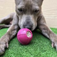 DOG BALL DUREZA ALTA PARA PERROS RUCAN. Pelota súper resistente idónea para perros propensos a romper sus juguetes. Elaborada en caucho natural, libre de tóxicos para tu mascota - details 1