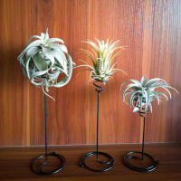 3Pcs Soporte De Planta De Metal En Forma De Piña Para Decoración De Balcón Y Hogar Estuche De Regalo Para Amantes De La Naturaleza - details 3