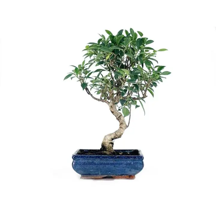 Bonsai Ficus Retusa Tiger Bark - 10 años - Foto genérica BonsaiGranada - 1