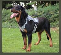 Correa Táctica Para Perros Grandes Con Cremallera Retráctil Y Correa De Hombro Gran Capacity Para Pitbull Accesorios Para Perros - details 9