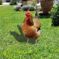 Estatua De Gallo Para Jardín Pato Rojo Escultura De Pollo Para Decoración Al Aire Libre Resistente Al Clima Figura De Hembra Para Patio Jardín Hogar - details 4