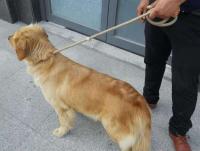 Correa Para Perros De Tela Tejida a Mano De Alta Resistencia Con Anillo Ajustable Correa De Entrenamiento Para Perros Medianos Y Grandes - details 7