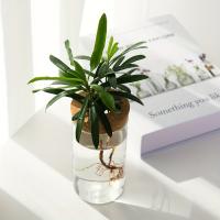 1pc Vaso De Cristal Para Plantas De Esterilidad Decoración De Escritorio Estación De Propagación De Plantas Jardín De Interiores - details 6