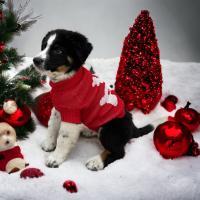COTTECOTA-Jerséis para perros, Suéter para perros de Navidad, Ropa para perros y gatos, Ropa para Mascotas Perro Gato Navidad Jersey para perro pequeño, Jersey Corazones Perro Pequeño Abrigo Navideño Mascotas Disfraces de Navidad para Mascotas - details 1
