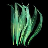 Nueva Joyería De Acuario Aquascape Coral Suave De Silicona Simulación Planta Fluorescente Fácil Limpieza Accesorios Para Tanque De Peces - details 5