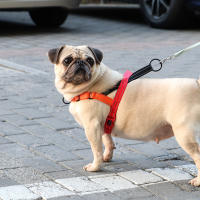 Harnés Reflectante Para Perro Mediano Grande De Nylon Padded Resistente Y Ajustable Para Raza Pitbull Vestido De Durable Para Mascotas De Medio Gran Tamaño - details 13