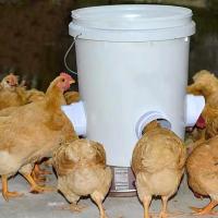 Kit De Dispensador De Alimentos Para Ponedoras De Pollo DIY Rainproof Ahorro De Alimentos Con Porta Alimentos Automático De Gravedad - details 9