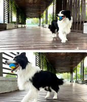 Bola De Masticar Para Perros Juguetes Interactivos De TPR Suave Resistentes Al Mordisco Y Limpian Los Dientes De Tu Mascota - details 1
