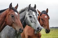 ✅Estiércol de Caballo 100% Natural - Saco de 20kg - 40 Litros. AGRINATURA PREMIUM. Abono Orgánico para Jardines y Cultivos Compost de Caballo - details 2