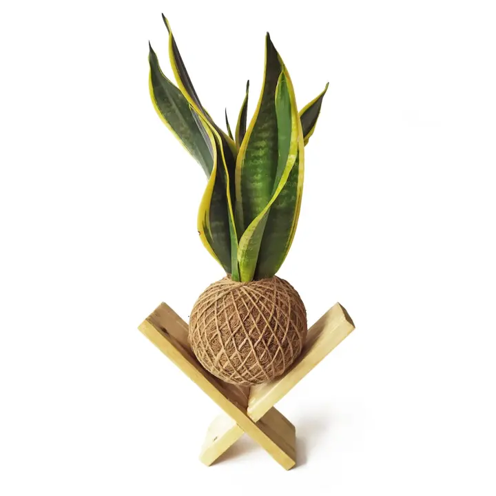 Kokedama Sansevieria + SOPORTE MADERA / Kokedamus / planta interior - decoración del hogar - planta natural - elaboración artesanal - 1