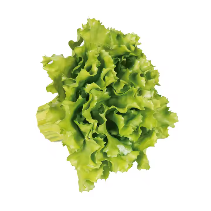 LECHUGA ROBLE - 1