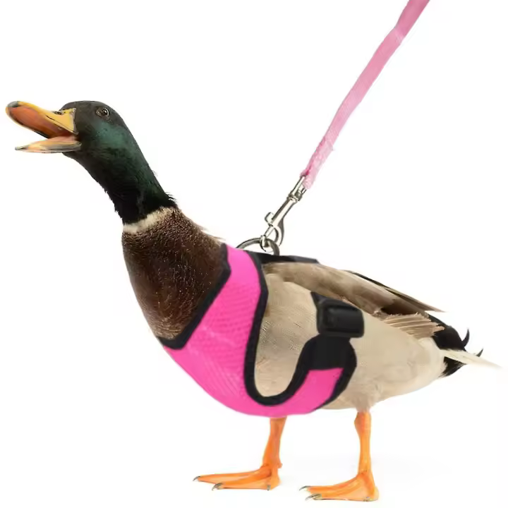 Chicken Harness And Leash Set Comfortable Ajustable Vest For Duck Goose Puppy - 1
