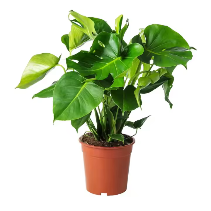 Monstera Deliciosa para Interiores - Costilla de Adán - Plantas y Jardinería- Citrus Flowers Plants- Envio incluido - 1