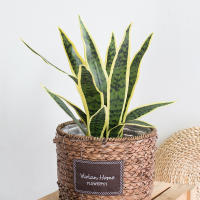 Plantas Artificiales Sansevieria 32/37cm Para Decoración De Jardín Y Hogar Plástico Bonsái DIY Falso Verde Para Interior Y Exterior - details 14