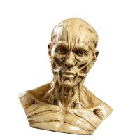 Modelo Humano De Anatomía Para Enseñanza Médica Arte De Dibujo Colección Expositora Cabeza De Cráneo Muscular Y Osseo 10cm - details 1