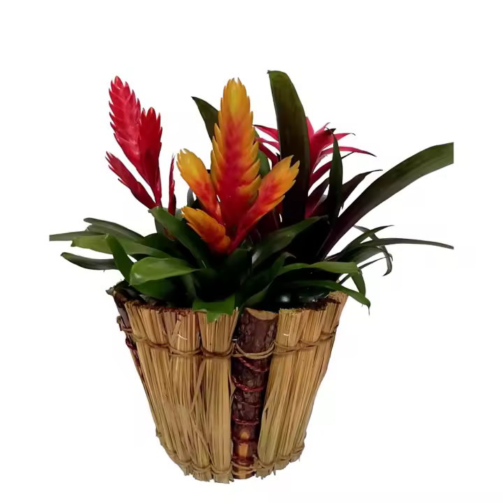 Composición centro de planta natural. Mod. Bromelias. Segura Garden. Plantas de interior decorativas para un centro de mesa o estante. Ideal para la oficina y para hacer un regalo especial. Plantas vivas en combinación son elegantes - 1