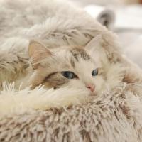 Cama De Peluche Larga Para Gato Confortable Saco De Dormir Refugio Para Pequeños Mascotas Cálido Y Profundo Descanso Almohadilla Redonda Aislada Para Mascotas - details 1