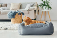 Plantawa Removedor de Manchas y Olores de Gatos 750ml | Fórmula Enzimática para Limpieza en Alfombras y Muebles | Elimina Orina, Heces, Vómito | Seguro para Familias. - details 2