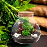 Kit Grande De Terrario En Botella Ecológico Micro Juego De Plantas Y Rios Para Decoración Del Hogar Y Cultivo De Plantas En Vaso De Vidrio Con Moss Y Tanque De Peces - details 5