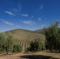 Aceite de Oliva Virgen Extra SUPERIOR NUEVA COSECHA SIN FILTRAR 2*5L TOTAL 10L MEJOR CALIDAD ALBERTO Calidad Gourmet Sabor Suave y Afrutado AYALA UTRERA ANDALUCIA PRODUCTO DE PRIMERA CALIDAD, SABOR Y SATISFECHO 100% GARANTIZADO PRUEBALO!!! LEER DESCRIPCIO - details 4