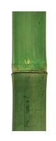 Gerimport Palo de Bambú 7 x 180 cm Verde - Decoración Natural y Versátil para Interiores y Exteriores, Ideal para Jardines, Arreglos de Plantas, Separadores de Ambientes y Proyectos Decorativos Modernos y Elegantes - details 1