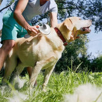 Cepillo De Aseo Para Mascotas Cepillo De Pelaje Para Perros Y Gatos Herramienta De Peluquería Para Animales Eliminador De Pelo De Mascotas - details 9