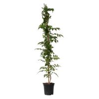 Trompeta Vine-Campsis taglibuana 'Mme Galen'-Altura 110-120cm-de 17cm - details 0