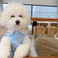 Camiseta De Patoleta Para Perros Pequeños Y Medianos Con Rayas Diseño Lindo Ropa De Mascota Suéter De Algodón Para Todas Las Estaciones - details 4
