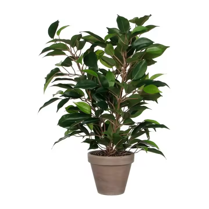 Mica Decorations Planta Artificial Ficus Natsja - 1