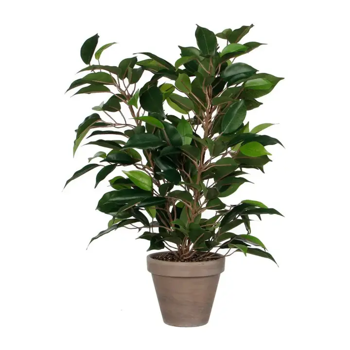 Mica Decorations Planta Artificial Ficus Natsja - 1