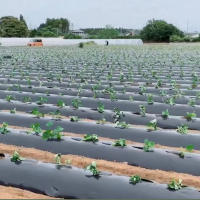 Película De Plástico Para Jardín Control De Malas Hierbas Barriera De Mulching Transpirable Para Jardinado Agricultura Paisajismo - details 7