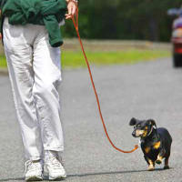 Correa De Cuero Ganchada Para Perros Pequeños Y Medianos Tejida En Nudo Color Marrón 4 Pies Para Caminar Y Jóvenes Gatos - details 11
