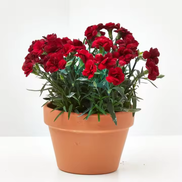 Verdecora Clavel - Colores Variados - Planta Natural de Exterior - Cubre macetas decorativo no incluido - 1