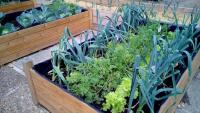 Sulfato de Hierro | 1 Kg Hogar Jardín | Agrobull® | carencias de hierro | para cesped, praderas - details 1