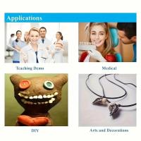 Modelo De Dientes Permanentes Para Entrenamiento Dental 28pcs Propiedades De Resina Para Profesionales De La Odontología Y Estudiantes - details 1