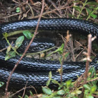 Juguete De Engaño De Serpiente Realista De Goma Suave Juguete De Alivio De Estrés Simulado Para Propuestas De Engaño - details 3