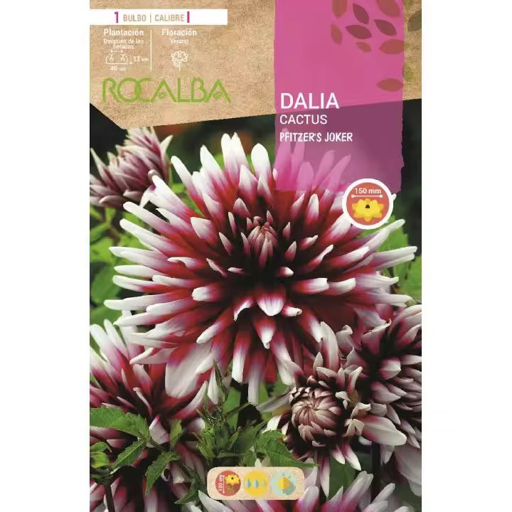 Bulbo Dalia rojo punta blanca 1 unidad - 1